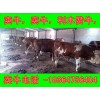 湖南魯西黃牛種牛價(jià)格放養(yǎng)牛