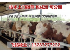 哪里有賣魯西黃牛的-山東哪里出售魯西黃牛