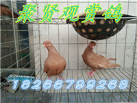 15719255497872309_副本