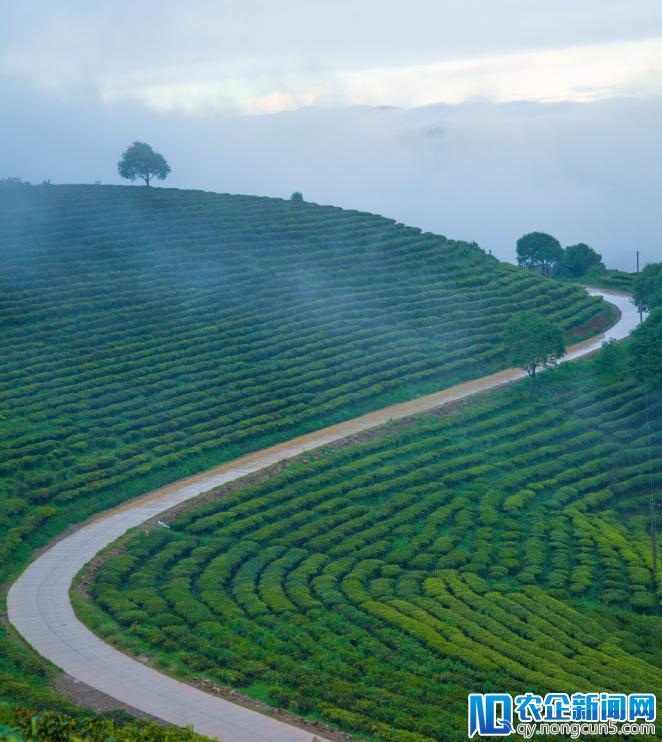 普洱茶拼配师：为了一款新茶，我拼出了100多个配方-天下网商-赋能网商，成就网商