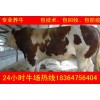 浙江小黃牛價(jià)格多少錢(qián)一頭科學(xué)養(yǎng)牛