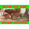 湖北黃牛肉批發(fā)價(jià)格是多少錢(qián)一斤科學(xué)養(yǎng)牛