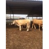 哪里可以買到純種海福特肉牛