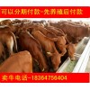 江西黃牛價格科學(xué)養(yǎng)牛