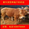 河南鄭州魯西黃牛圖片價格科學(xué)養(yǎng)牛