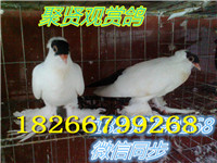 黑冠小_副本