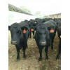 去哪里買海福特肉牛