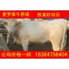 湖南黃牛價(jià)格生態(tài)養(yǎng)牛