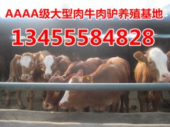 芜湖市肉牛养殖场~