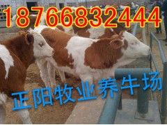 安徽芜湖肉牛的价格~