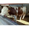 去哪里買純種大型肉牛