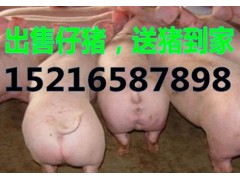 山東仔豬銷售價(jià)格豬仔基地仔豬價(jià)格行情
