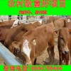 浙江黃牛市場價(jià)格生態(tài)養(yǎng)牛