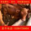 河南鄭州土小黃牛價格行情生態(tài)養(yǎng)牛