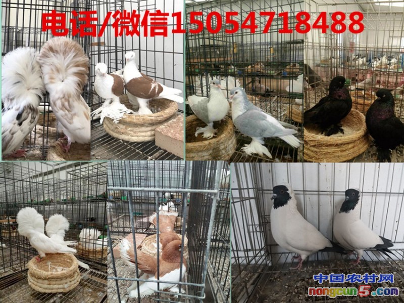 QQ圖片20171204155045_副本