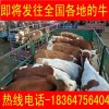 甘肅2018年黃牛三月的價(jià)格圈養(yǎng)牛