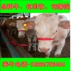 青海2018小黃牛肉價(jià)格科學(xué)養(yǎng)牛