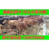 湖南黃牛肉價(jià)格網(wǎng)圈養(yǎng)牛