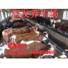 河南信陽(yáng)小黃牛肉價(jià)格價(jià)格多少