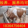 河南2018年黃牛價(jià)格下降價(jià)格多少