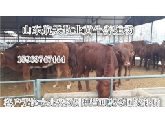 科學(xué)化建設(shè)肉牛養(yǎng)殖場(chǎng)