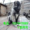 高加索犬母犬價格  高加索犬母犬養(yǎng)殖場 大型高加索犬繁育基地