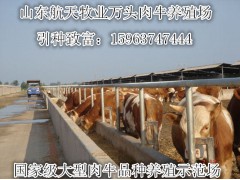 張家口黃牛價格肉牛養(yǎng)殖基地