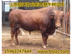 廊坊黃牛養(yǎng)殖場肉牛養(yǎng)殖基地
