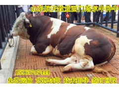 運(yùn)城肉牛犢價(jià)格肉牛養(yǎng)殖基地