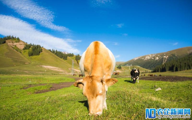 血肉味的素食汉堡成了网红食品，人造肉离我们还有多远？