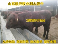 廊坊肉牛品種肉牛養(yǎng)殖基地