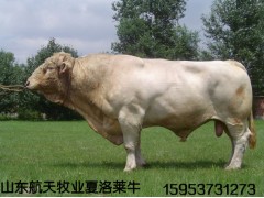 朔州黃牛養(yǎng)殖場肉牛養(yǎng)殖場