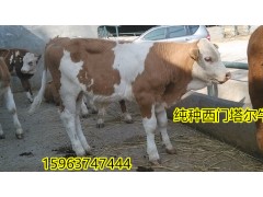 唐山黃牛養(yǎng)殖場肉牛養(yǎng)殖場