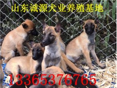 周口市適合養(yǎng)馬犬嘛，馬犬幼犬價(jià)格是多少，周口哪里有賣(mài)馬犬的