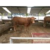 浙江麗水四川肉牛小牛犢價(jià)格表