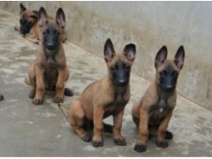 哪里有賣馬犬的？