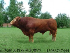大同魯西黃牛價(jià)格肉牛養(yǎng)殖場