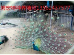 一只成年的孔雀多少錢