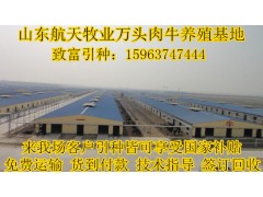 太原肉牛品種肉牛養(yǎng)殖基地