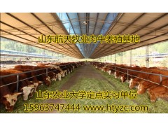 邢臺(tái)黃牛養(yǎng)殖場(chǎng)肉牛養(yǎng)殖基地