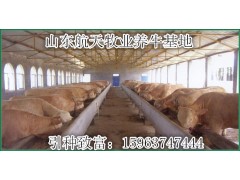 山西魯西黃牛價格肉牛養(yǎng)殖基地