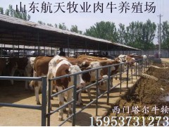 忻州黃牛養(yǎng)殖場肉牛養(yǎng)殖場