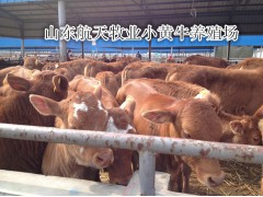 晉城黃牛價格肉牛養(yǎng)殖場
