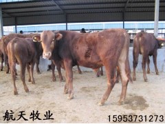 山西肉牛犢價(jià)格肉牛養(yǎng)殖場(chǎng)