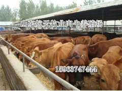 晉城魯西黃牛價(jià)格肉牛養(yǎng)殖基地