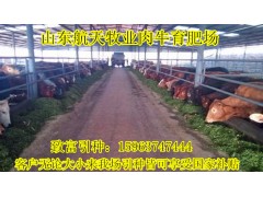 長治黃牛養(yǎng)殖場肉牛養(yǎng)殖基地