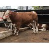 什么地方出售純種黃牛小牛