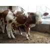 哪里有純種肉食牛