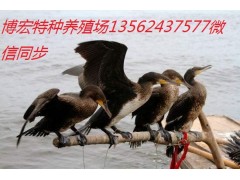 郊區(qū)哪里賣魚鷹鸕鶿多少錢一只