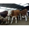 雜交魯西黃牛價格北方肉牛價格